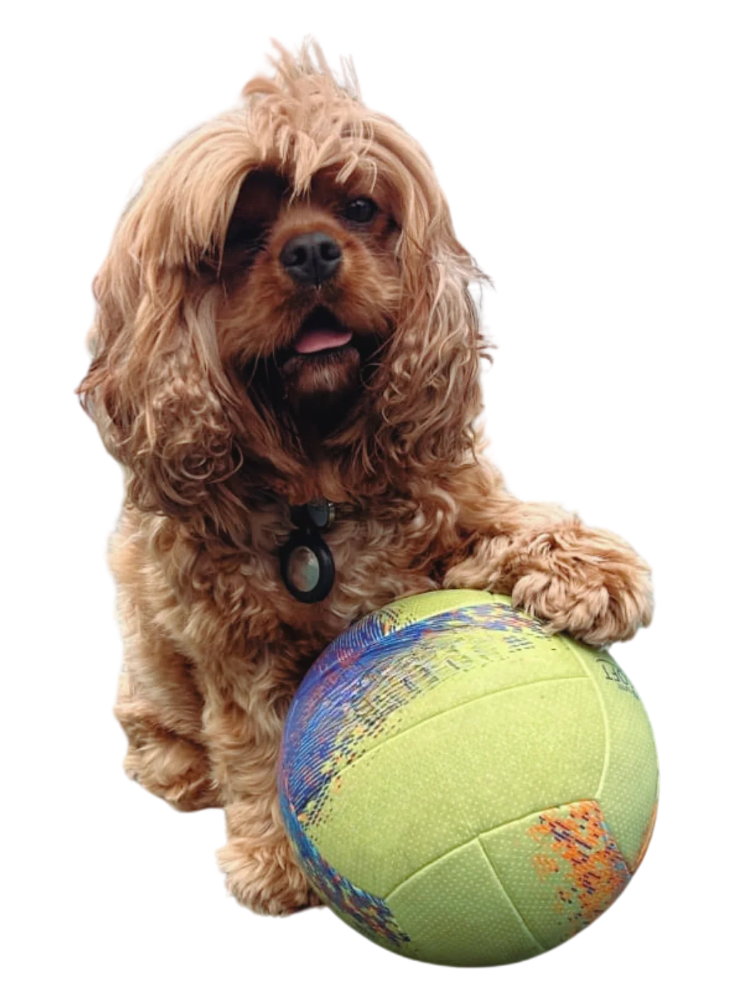 Cão da Di Cães segurando uma bola