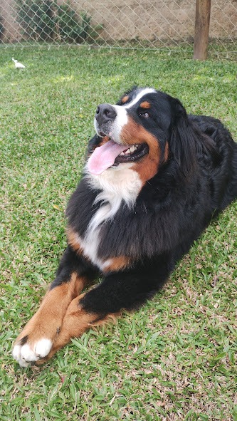 Cão